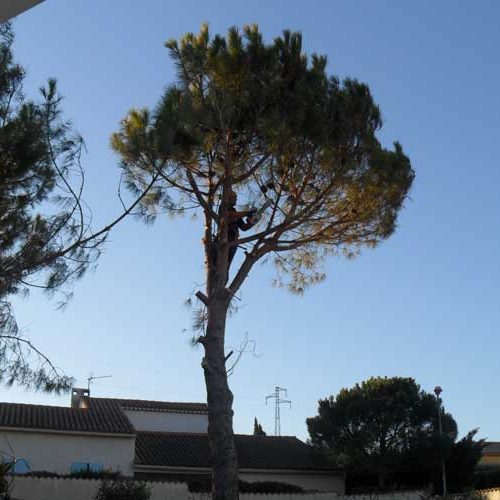 Élagage et abattage d’arbres à Béziers et Sauvian