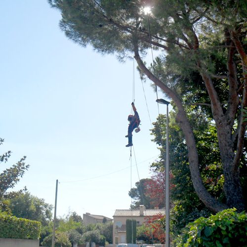Élagage et abattage d’arbres à Béziers et Sauvian