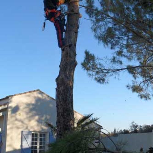 Élagage et abattage d’arbres à Béziers et Sauvian
