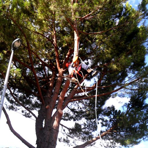 Élagage et abattage d’arbres à Béziers et Sauvian