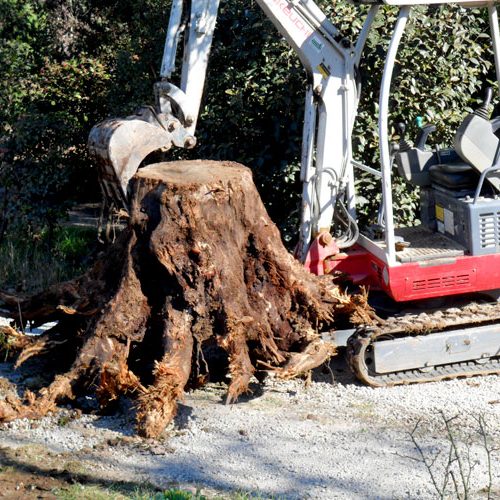 Élagage et abattage d’arbres à Béziers et Sauvian