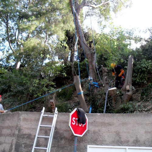 Élagage et abattage d’arbres à Béziers et Sauvian