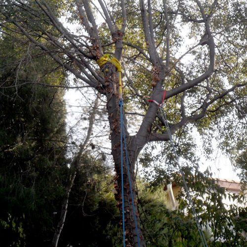 Élagage et abattage d’arbres à Béziers et Sauvian